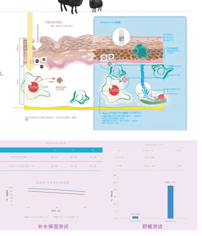 Sheep placenta nano-transdermal delivery, MMP-1 inhibition, and skin hydration clinical curves.
