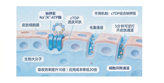3rd-generation biological transdermal mechanism: cTDP targeting Na+/K+-ATPase to reversibly open follicular and paracellular pathways within 5 minutes, enhancing absorption 10-fold.