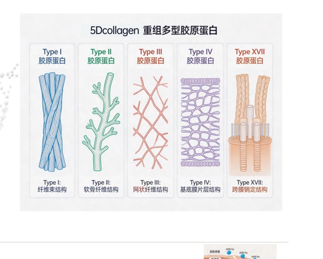 5Dcollagen recombinant multi-type collagen 5D architectural model (Type I bundle / Type II cartilage / Type III mesh / Type IV basement membrane / Type XVII anchor).
