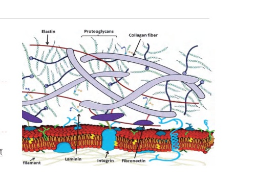 Recombinant tropoelastin cross-linking with microfibrils to build dermal elasticity 3D recoil network.