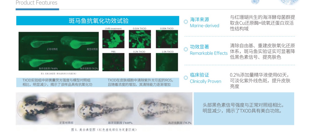 Composite anti-aging oligopeptide matrix stimulating Type I/III collagen secretion and ROS clearance.