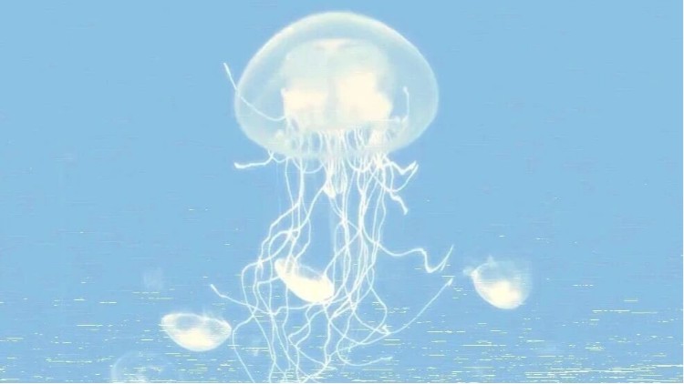 应对光损伤！JELFIPRO水母黏蛋白抗氧化实验展现强韧修护力