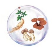 Changbai Mountain black Ganoderma lucidum polysaccharide extraction source.