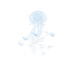 Deep-sea Aurelia aurita jellyfish Type 0 collagen active model.