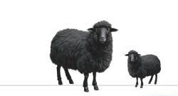 Healthy sheep placenta multi-active cellular nutrient and biomimetic peptide complex.