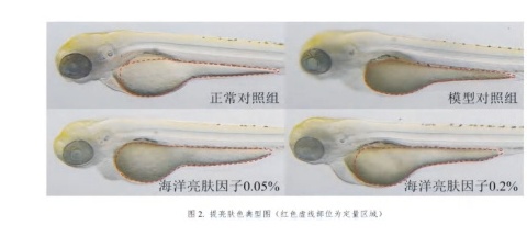 In vivo zebrafish melanin quantitative test (significant reduction of melanin pigmentation).